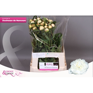 Paeonia Duchesse De Nemours