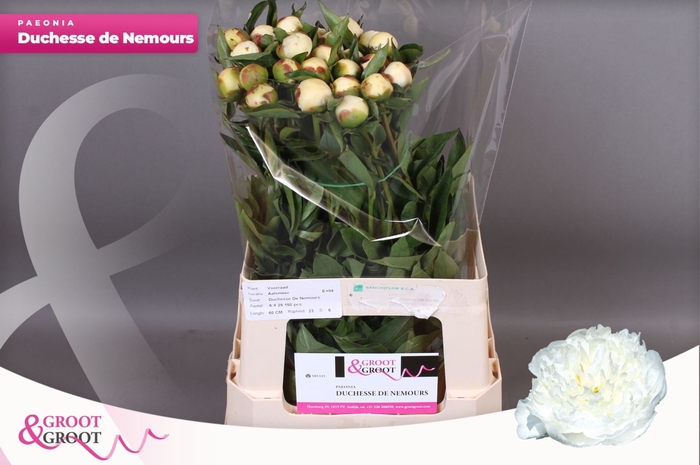 <h4>Paeonia Duchesse De Nemours</h4>