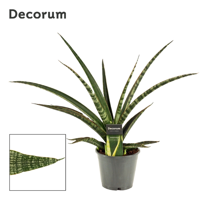 <h4>Sansevieria Tiger crown 14 cm (Decorum)</h4>