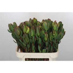 LEUCAD LAUREL YELLOW