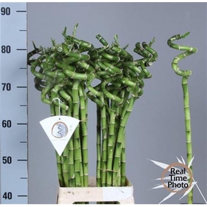 Drac Lucky Bamboo 080cm