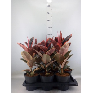 Ficus elastica 'Belize'