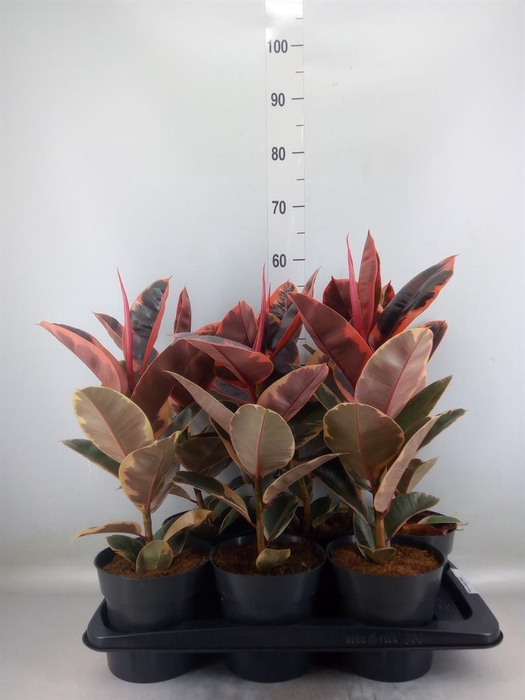 <h4>Ficus elastica 'Belize'</h4>