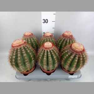 Cactus   ...