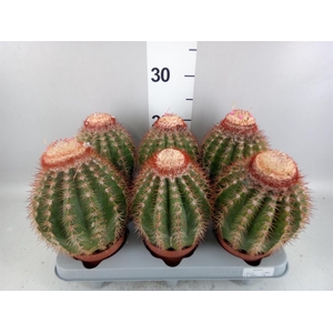 Cactus   ...