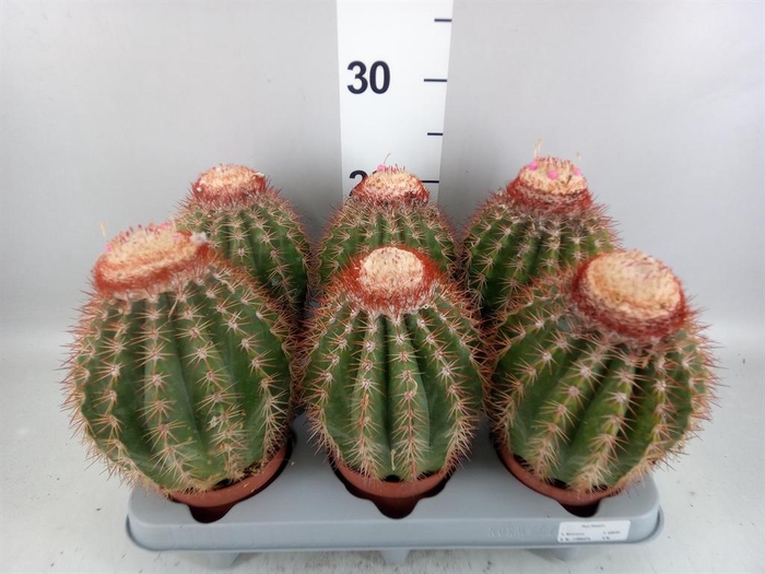 <h4>Cactus   ...</h4>
