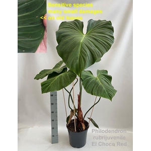 Philodendron rubrijuvenile El Choco Red 27cm