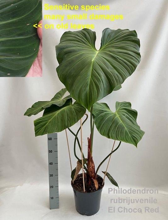 <h4>Philodendron rubrijuvenile El Choco Red 27cm</h4>