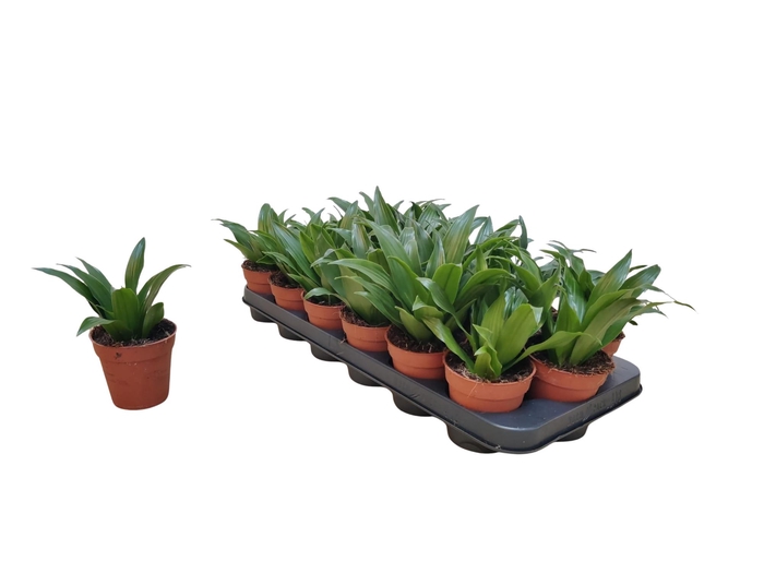 <h4>DRA COMP COMPACTA</h4>