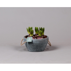Cement pot met handvaten en Hyacint