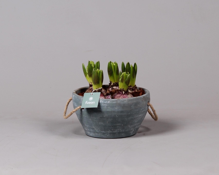 <h4>Cement pot met handvaten en Hyacint</h4>