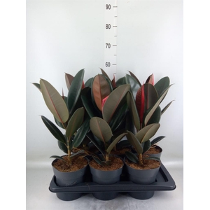 Ficus elastica 'Abidjan'