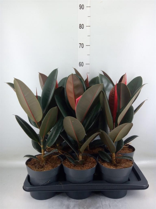 <h4>Ficus elastica 'Abidjan'</h4>