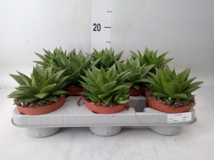 <h4>Gasteria</h4>