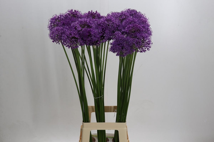 <h4>Allium Gladiator</h4>