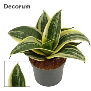 Sansevieria Hahnii 9 cm Streaky (Decorum)
