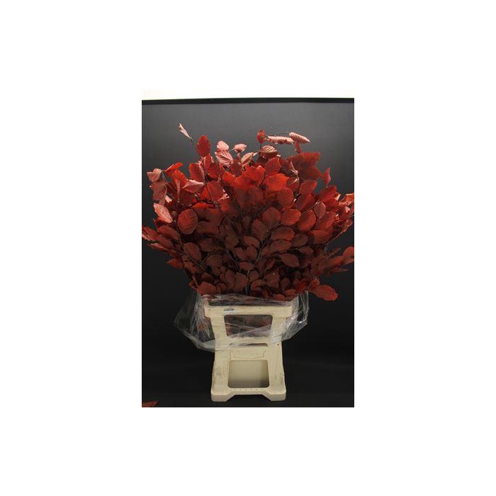 <h4>Dr Beuk Red Stabiliseert</h4>