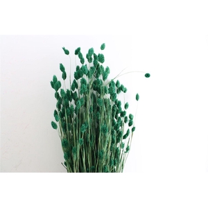 Dried Phalaris X5 Dark Green Bunch