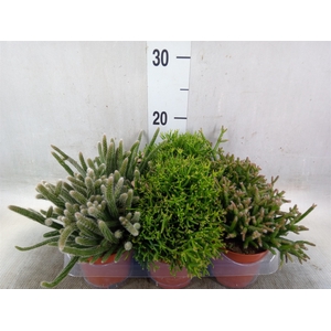 Rhipsalis   ...mix