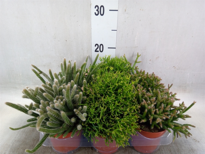<h4>Rhipsalis   ...mix</h4>