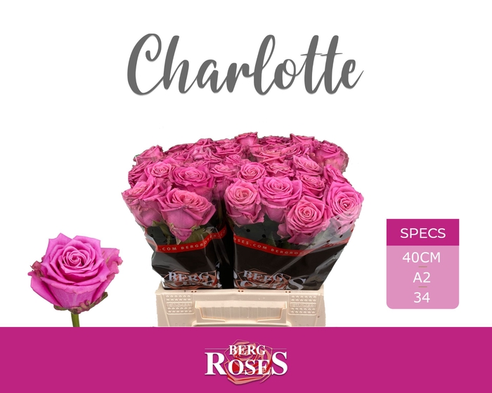<h4>R Gr Charlotte Berg A2</h4>