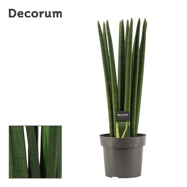 Sansevieria Cylindrica 17 cm Straight (Decorum)