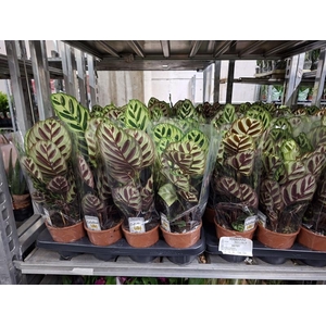 Calathea makoyana