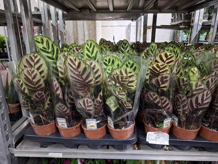 <h4>Calathea makoyana</h4>