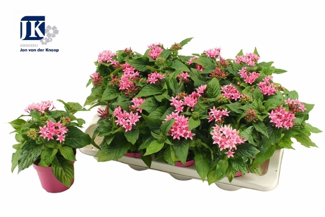 <h4>PENTAS GRAFFITI PINK P12</h4>