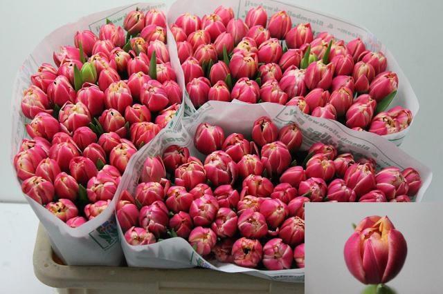 <h4>TU DU COLUMBUS</h4>