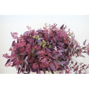 Euca Populus Berry 300gr Abs Lilac P Bunch