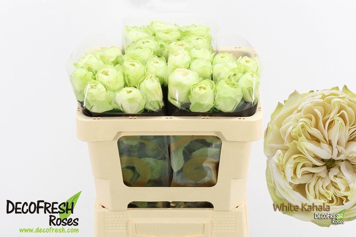 <h4>R Gr White Kahala</h4>