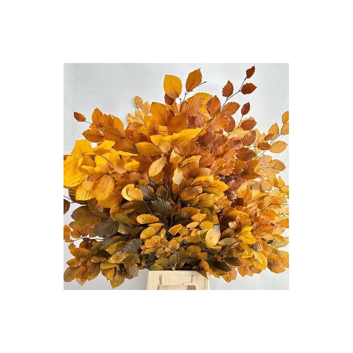 <h4>Faggio Preserved Yellow (beech,beuk)</h4>
