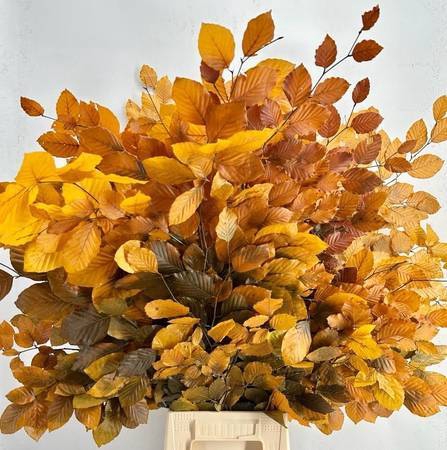 Faggio Preserved Yellow (beech,beuk)