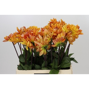 Dahlia Graceland