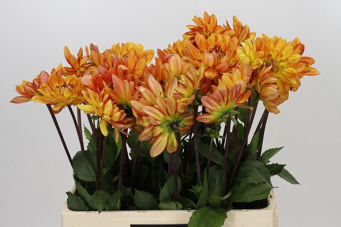 <h4>Dahlia Graceland</h4>