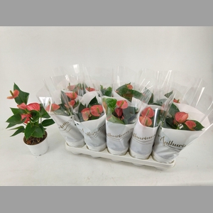 ANTHU A LIVIUM RED