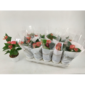 ANTHU A LIVIUM RED
