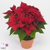 EUPH POINSETTIA EXTRA CHR EVE P14 6+