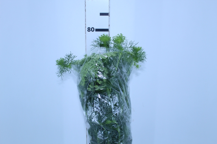 AMMI MAJUS 070 CM