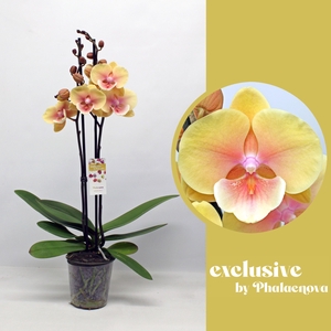 Marketa 2-tak 60cm (GROEN)