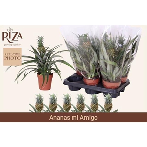 Ananas Corona 12Ø 40cm
