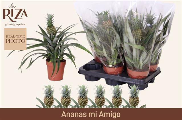 ANANAS MI AMIGO