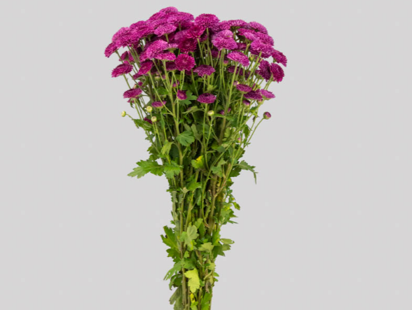 <h4>SANT IONA 070 CM</h4>