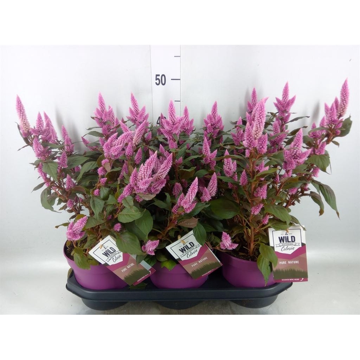 <h4>Celosia spic. 'Wild Pink'</h4>