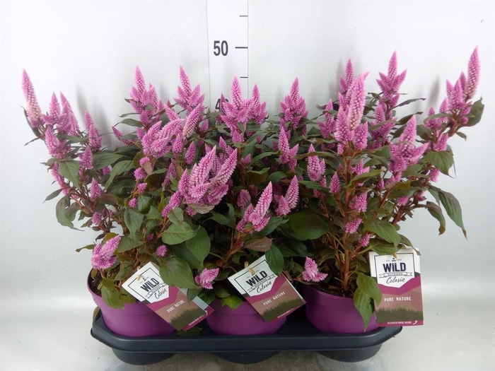 Celosia spic. 'Wild Pink'