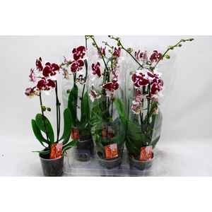 PHAL EL CASCADE