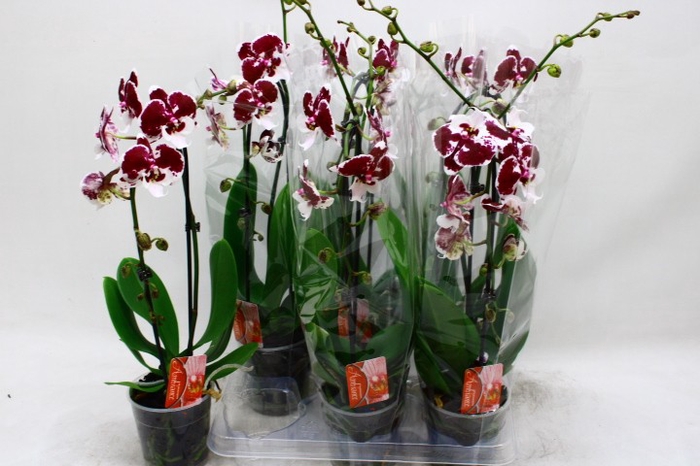 <h4>PHAL EL CASCADE</h4>