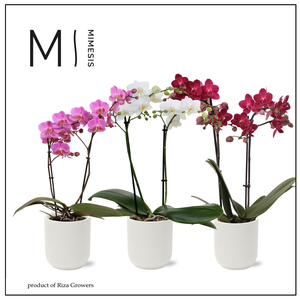 Phalaenopsis Multi Love Mix 2 spike - 12cm in Atlanta White | Mimesis