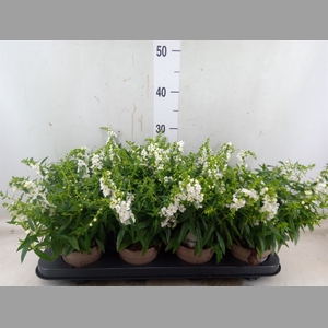 Angelonia  'Serena White'